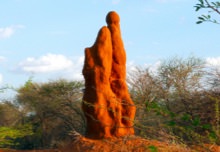 Predátoři